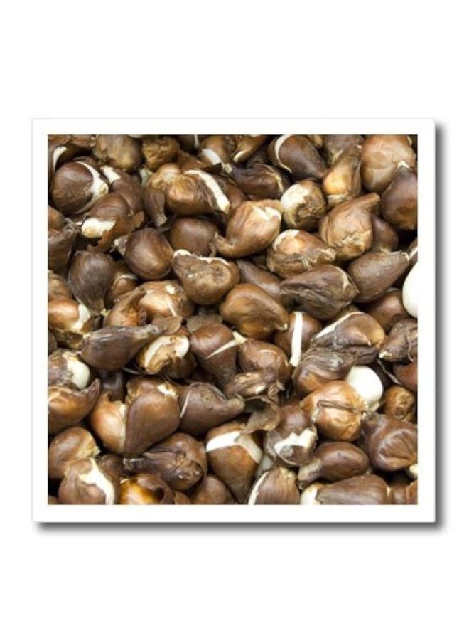 3DROSE ht_82274_1 Netherlands, Amsterdam, Market Tulip Bulbs-Cindy Miller Hopkins-Iron on Heat Transfer for Material, 8 by 8-Inch, White 
