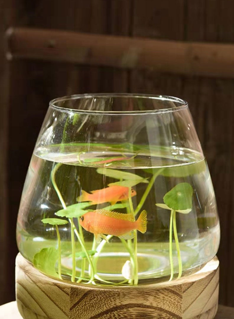 Aquarium Terrarium glass tank wood base 15x15x10.5cm - Image 4