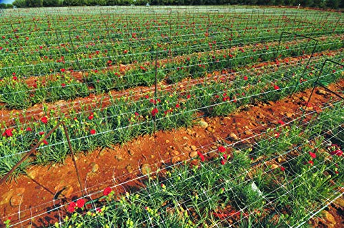 Tenax Hortonova Plant 79in x 328' Net - Image 4