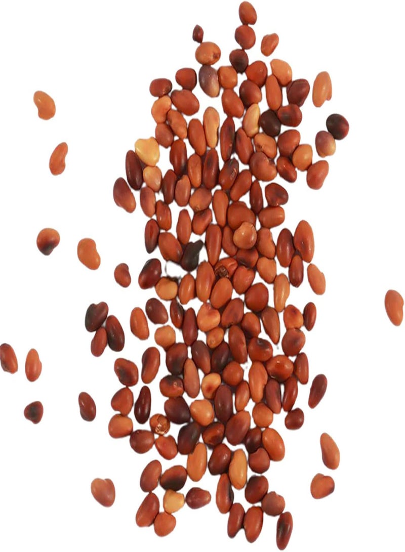 جي جوت بذور نباتات الزهور الخضراء للحديقة 100 قطعة/حقيبة بذور بونساي جذابة وسهلة النمو وحساسة لدرجة الحرارة وبذور نباتات عصارية منزلية لسطح المكتب - Image 5