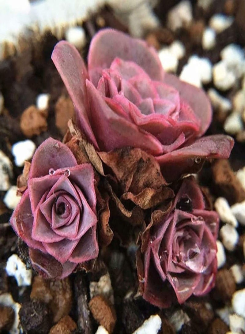 جي جوت بذور نباتات الزهور الخضراء للحديقة 100 قطعة/حقيبة بذور بونساي جذابة وسهلة النمو وحساسة لدرجة الحرارة وبذور نباتات عصارية منزلية لسطح المكتب - Image 3