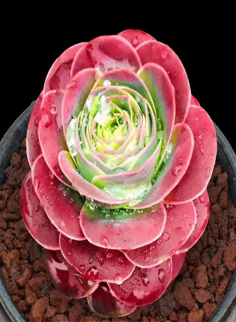 جي جوت بذور نباتات الزهور الخضراء للحديقة 100 قطعة/حقيبة بذور بونساي جذابة وسهلة النمو وحساسة لدرجة الحرارة وبذور نباتات عصارية منزلية لسطح المكتب - Image 2