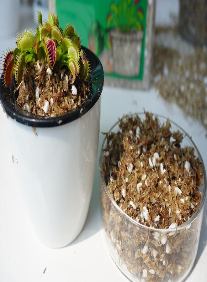 Kapecute Carnivorous Plant Soil Mix 2 Qts, Include Perlite and Sphagnum Moss Debris, Great Potting Soil for Venus Fly Traps, Pitcher Plants, Sundews - Image 4