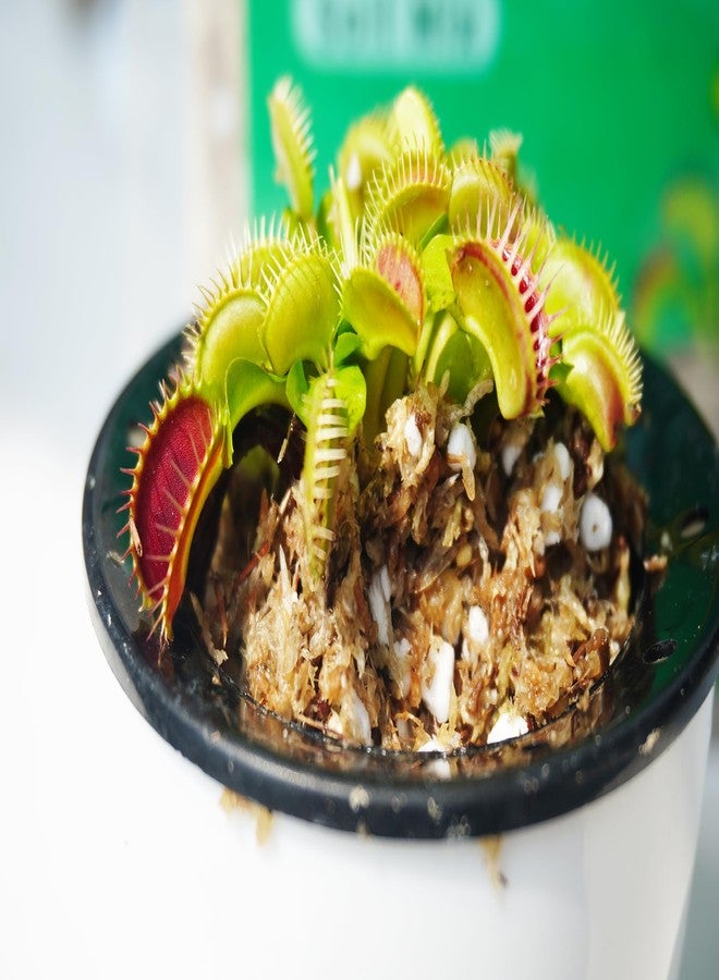 Kapecute Carnivorous Plant Soil Mix 2 Qts, Include Perlite and Sphagnum Moss Debris, Great Potting Soil for Venus Fly Traps, Pitcher Plants, Sundews - Image 2