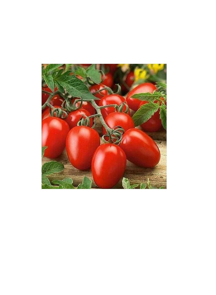بذور طماطم روما عالية الجودة - Image 2