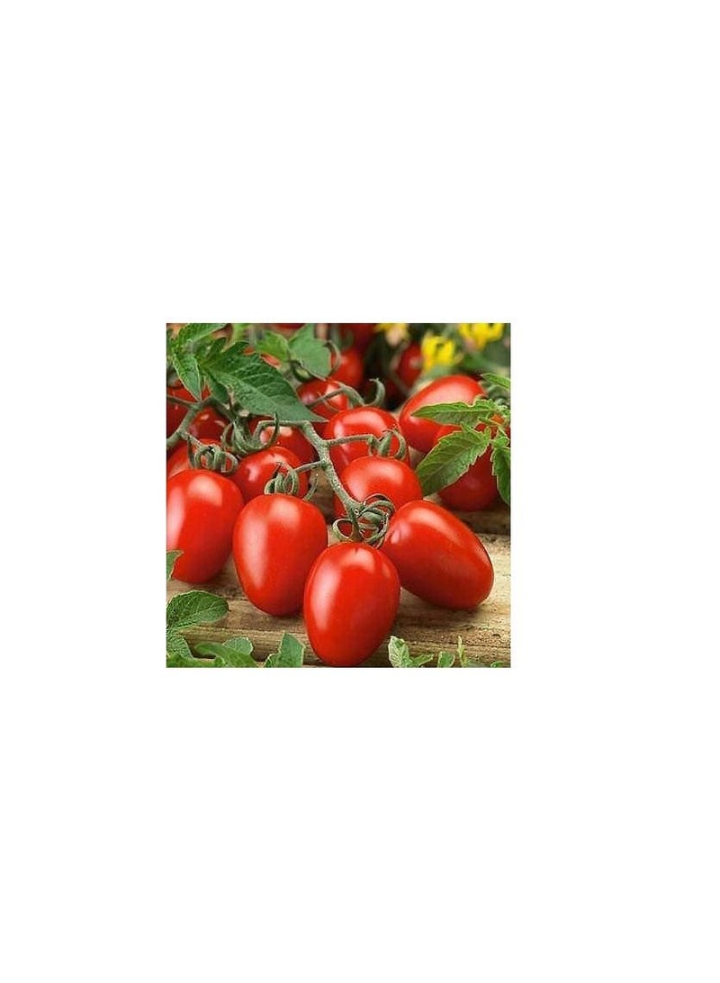 بذور طماطم روما عالية الجودة - Image 3