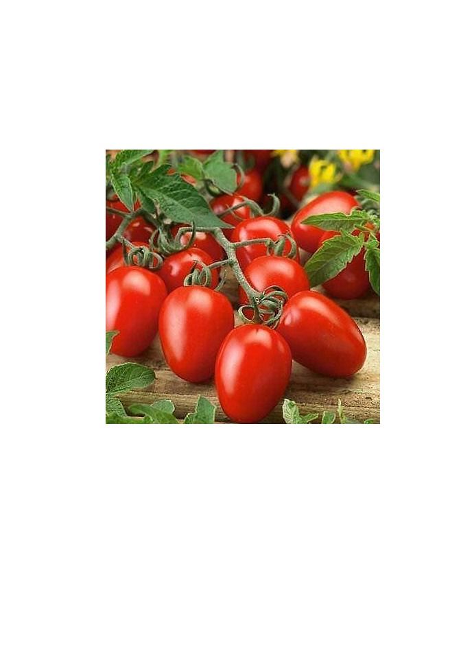 بذور طماطم روما عالية الجودة - Image 1