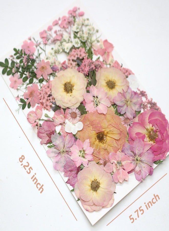 AHTONG 14 Kinds Pink Dried Pressed Flowers for Crafts, Herbarium for Resin Moulds, Jewelry Making, Floral Decorations (Peach Fuzz) - Image 2