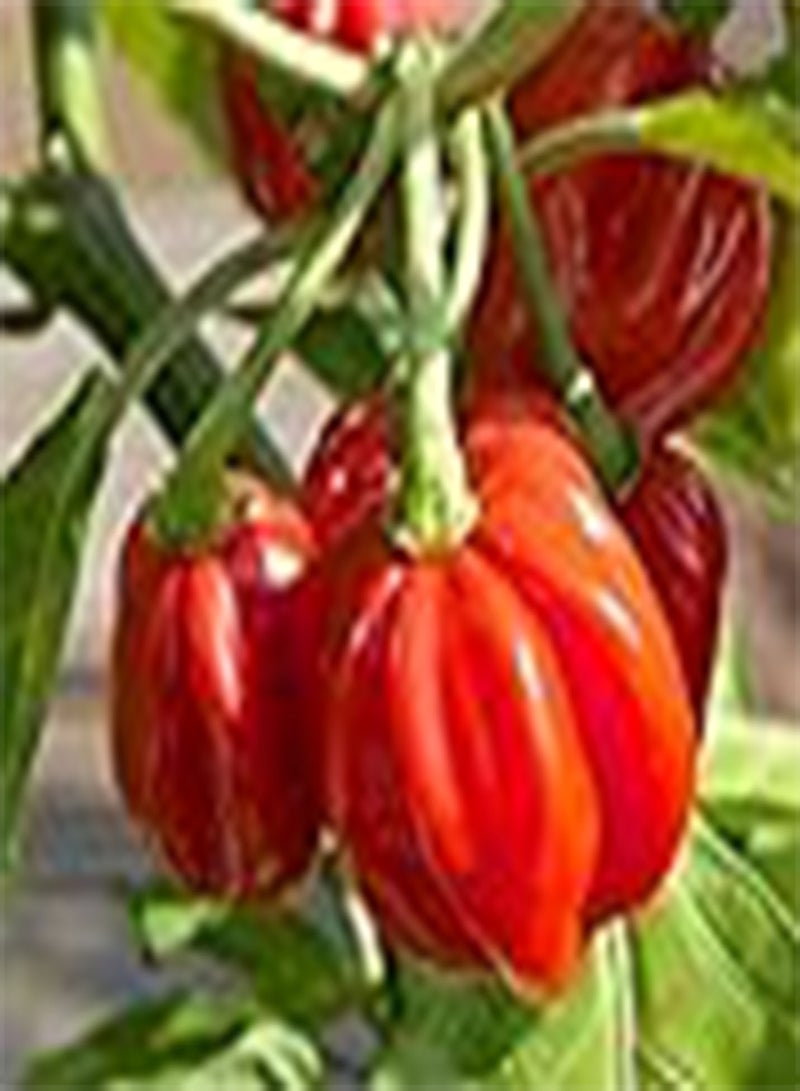 GGOOT 10 x Scotch Bonnet Red Chili Hot Pepper Vegetable Seeds - Image 1
