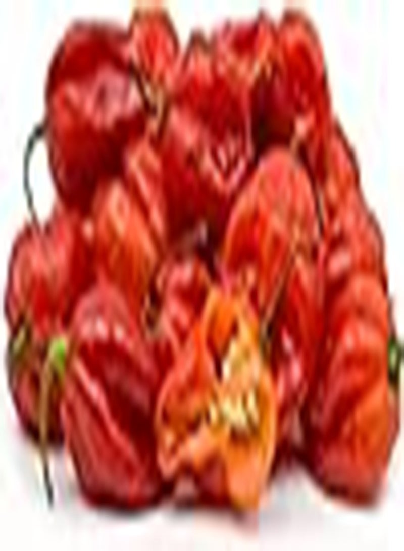 GGOOT 10 x Scotch Bonnet Red Chili Hot Pepper Vegetable Seeds - Image 2