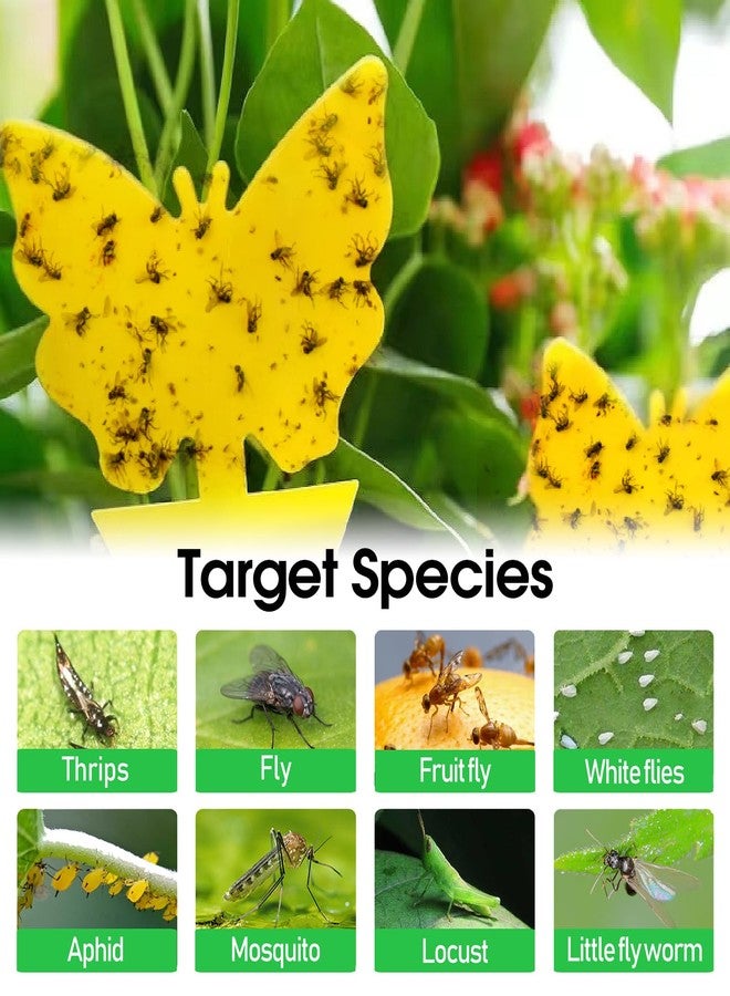 Cleanuper WCOUST 58 Pcs Fruit Fly Trap for Indoors, Fungus Gnat Killer Indoor Sticky Traps for Mosquitoand Flying Insects - Image 5