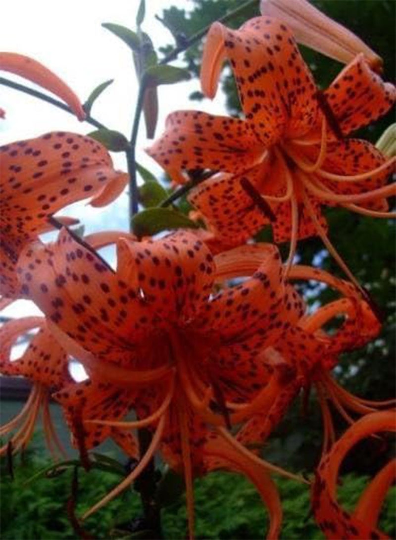 GGOOT Seeds 25+ Turkish Lily Cap Lily Flower/Perennial: Only Seeds - Image 2
