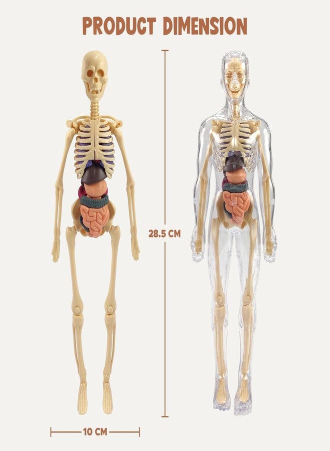 BlizzCart Body Structure Model for Kids - 29-Piece 3D Anatomy Puzzle Toy with Removable Bones & Organs |Educational Toy for Ages 6-12 | DIY Human Body Parts Model for Boys & Girls - Image 4