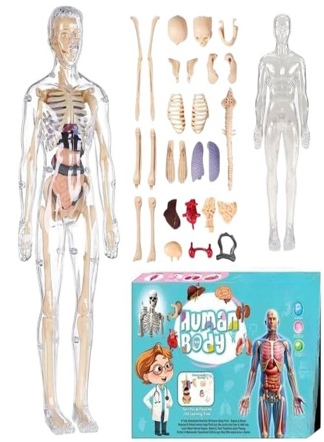 BlizzCart Body Structure Model for Kids - 29-Piece 3D Anatomy Puzzle Toy with Removable Bones & Organs |Educational Toy for Ages 6-12 | DIY Human Body Parts Model for Boys & Girls - Image 1