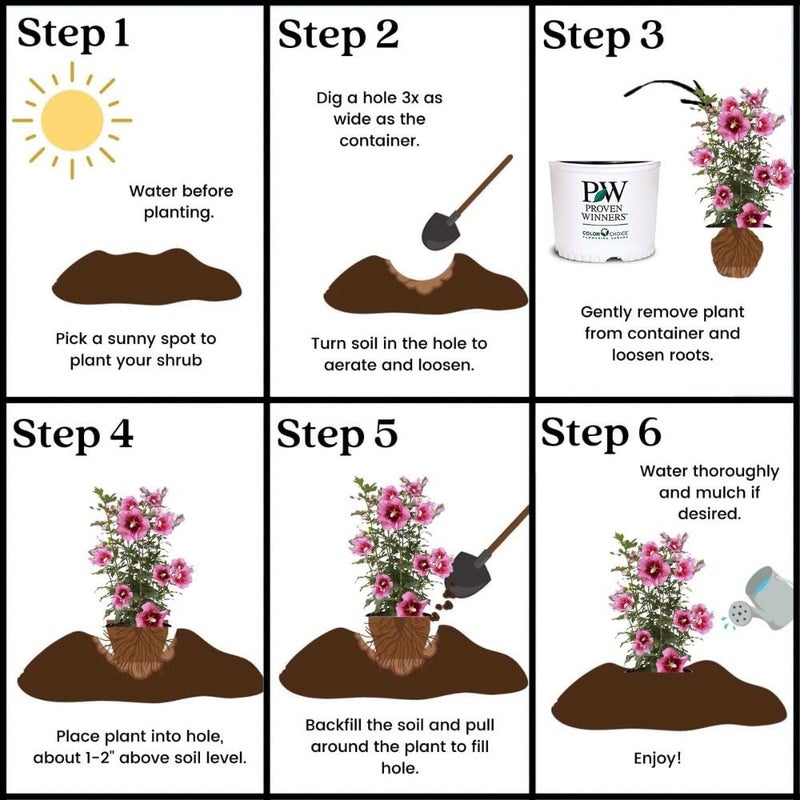 Proven Winners 2 Gal. Red Pillar Rose of Sharon (Hibiscus) Shrub - Image 5