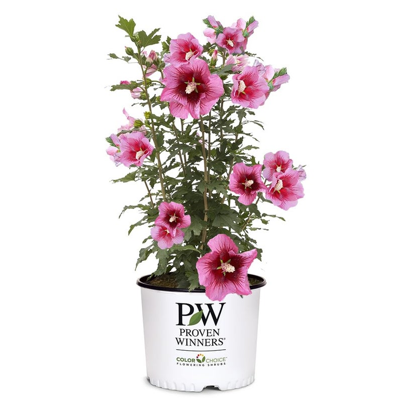 Proven Winners 2 Gal. Red Pillar Rose of Sharon (Hibiscus) Shrub - Image 1