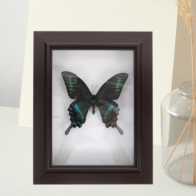 Specimen Display Case Wood Specimen Box With Butterfly Specimen Wall Decor Wall Art - Image 5