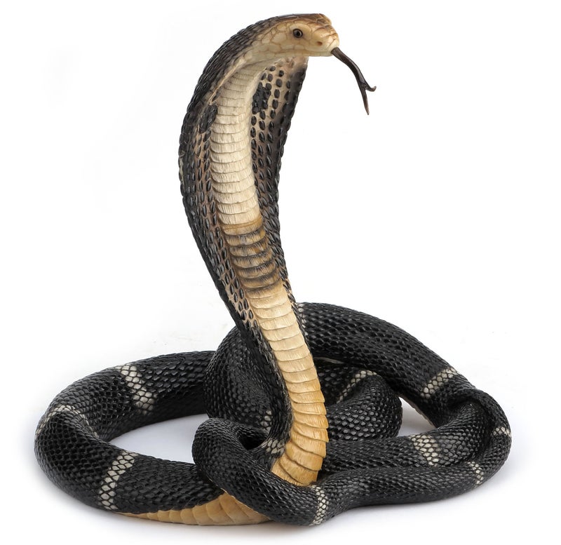 US 13 Inch Animal Figure Coiled King Cobra Snake Collectible Display - Image 2
