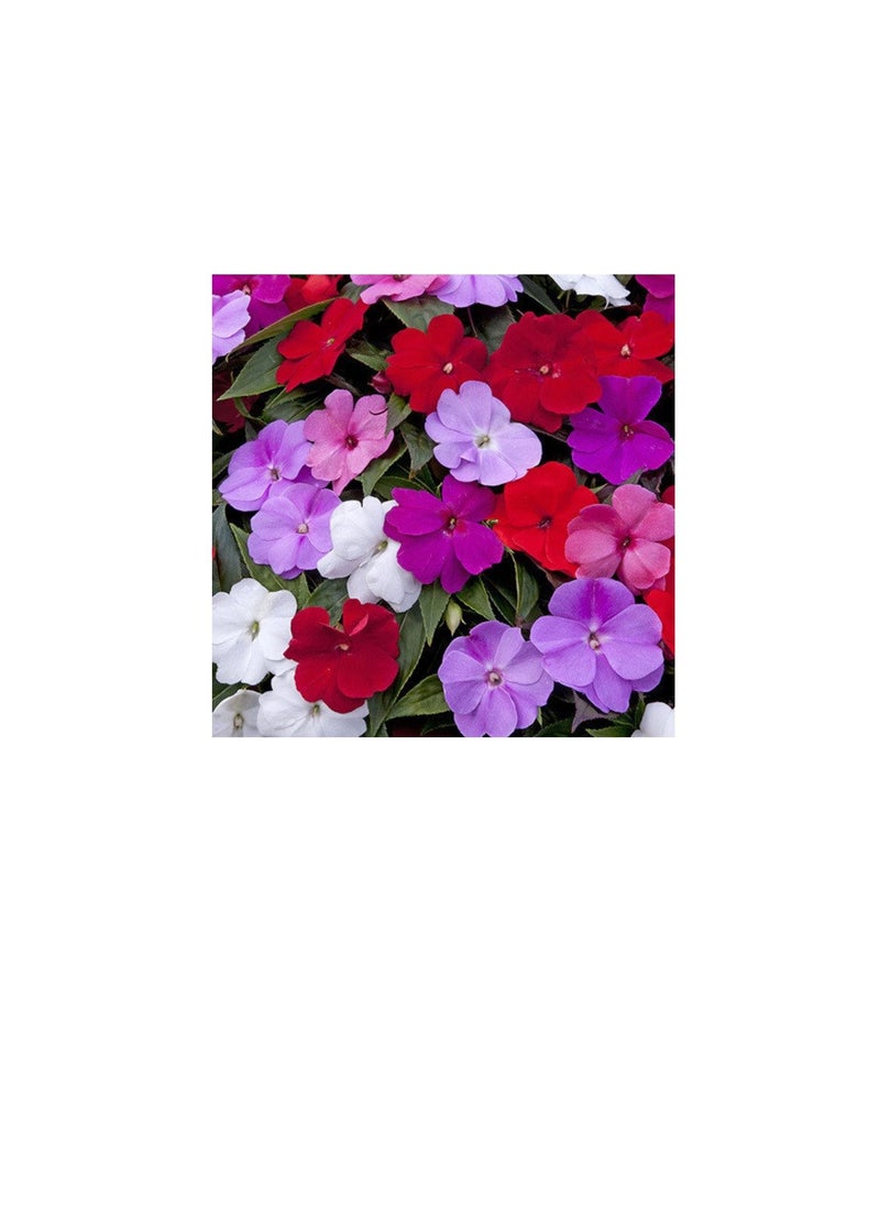 Generic Busy Lizzie Seeds  - Image 2