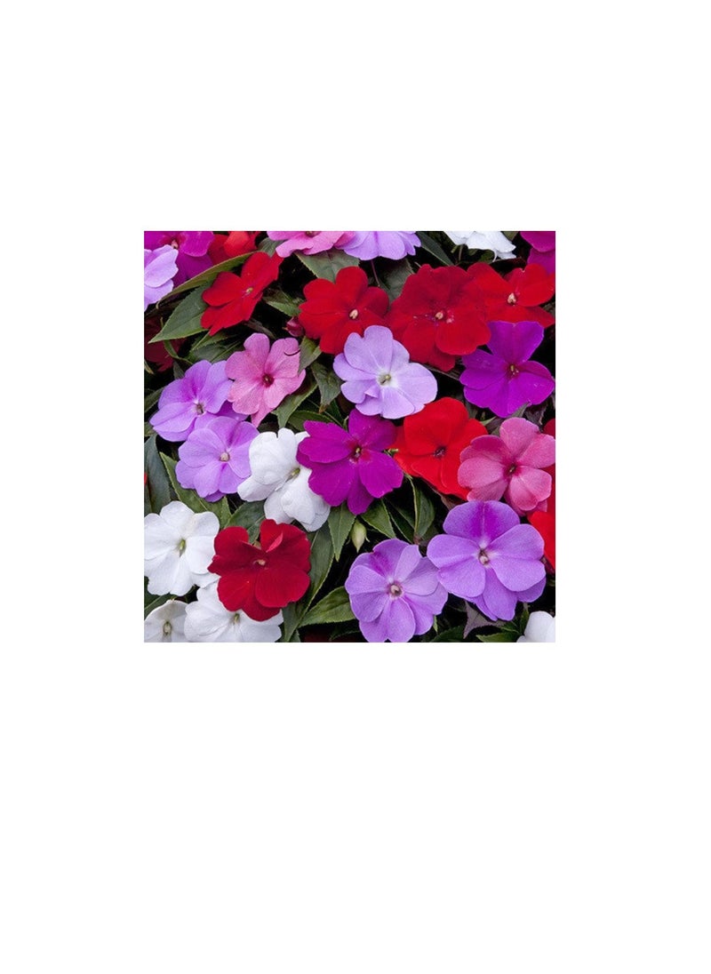 Generic Busy Lizzie Seeds  - Image 1