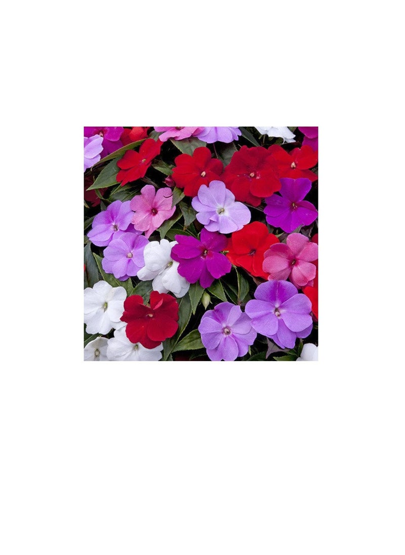 Generic Busy Lizzie Seeds  - Image 3