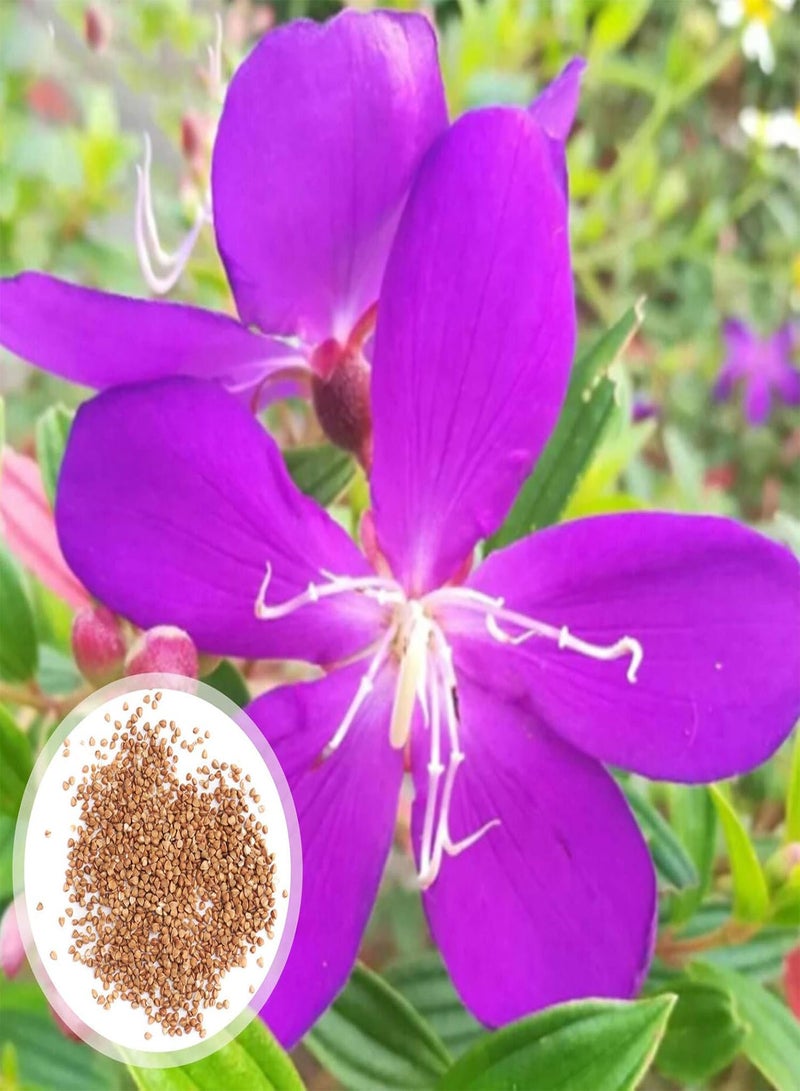 GGOOT Green Seeds, Safe and Harmless & Non-GMO,100Pcs/Bag Tibouchina Seecandra Cogn Seeds Rustic Ornamental Easy to Plant Natural Plant Flower Seeds for Garden - Tibouchina Seecandra Cogn Seeds - Image 1