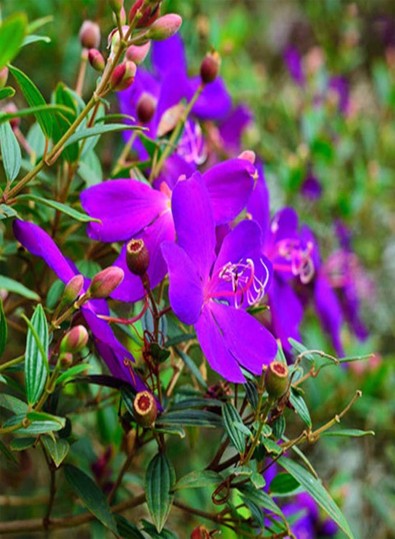 GGOOT Green Seeds, Safe and Harmless & Non-GMO,100Pcs/Bag Tibouchina Seecandra Cogn Seeds Rustic Ornamental Easy to Plant Natural Plant Flower Seeds for Garden - Tibouchina Seecandra Cogn Seeds - Image 4