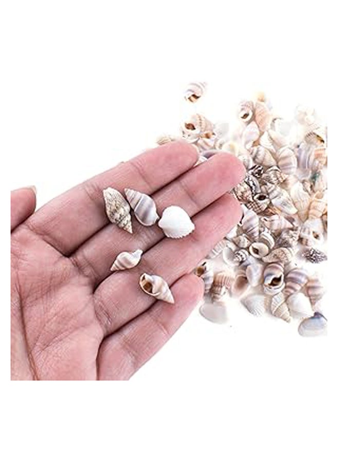 Tiny Miniature Fairy Garden Beach Critter Seashells Marine Life Collection for Arts &Crafts Projects, Decorations, Party Favors, Invitations (2 Tbsp Pack) - Image 1