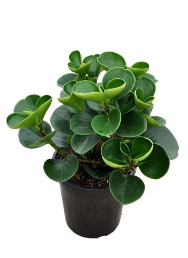 3OUD Plant House - Peperomia Obt. - Image 1