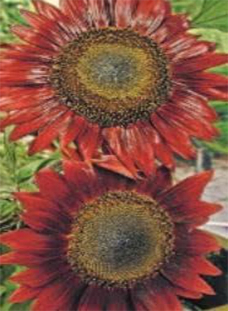 8 بذور من عباد الشمس، شمس المساء، بذور زهرة الحديقة البسيطة، ازرع زهورك الملونة بنفسك