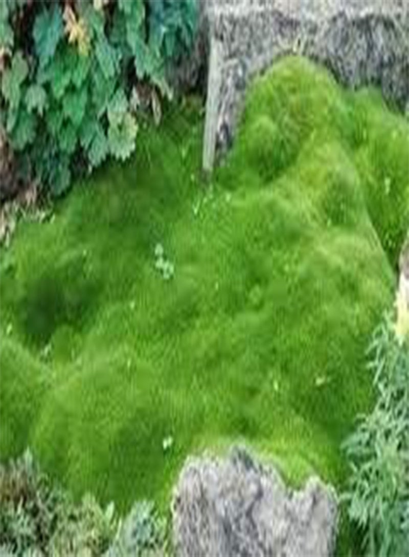 GGOOT 150 Pelleted Seeds of Irish Moss SF164 (Sagina Subulata)