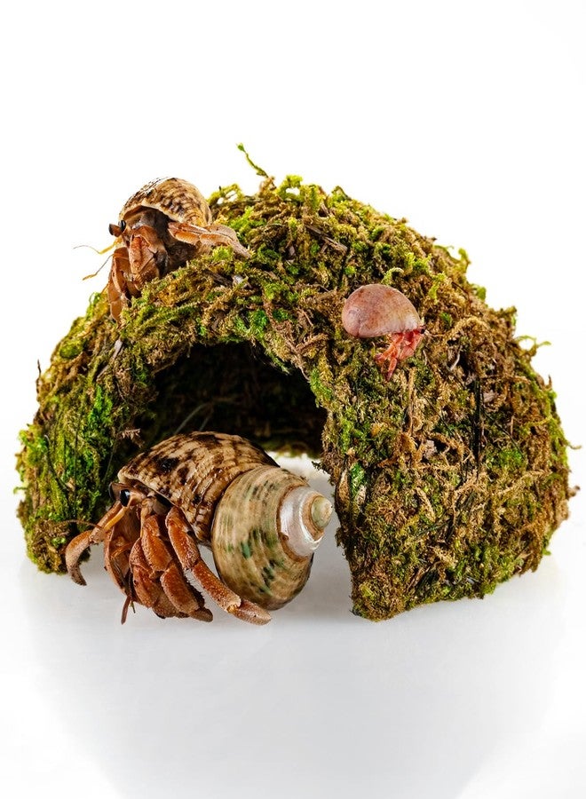 ORBIDYN Hermit Crab Climbing Toys & Habitat - Natural-Look Shelter with Textured Surface, Hermit Crab Accessories for Crabs Under 1.6in (Green, Small (for ≤1.6in Crabs)) - Image 1