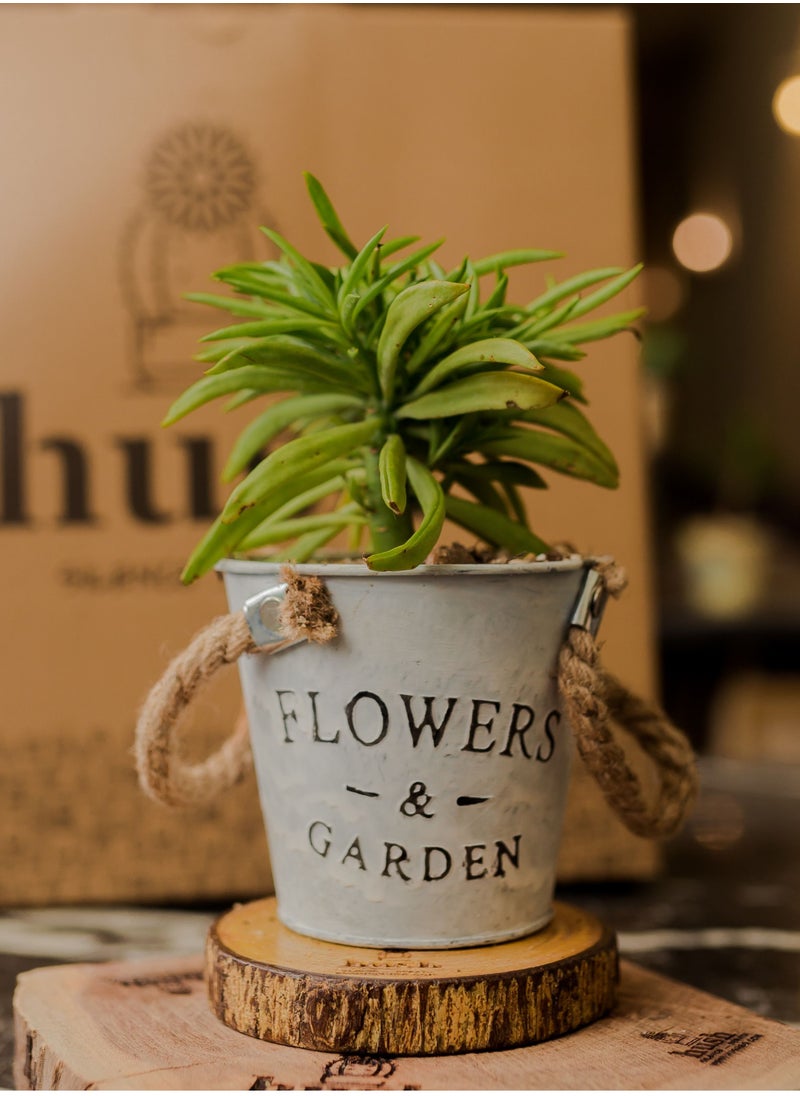 Hush - Natural plant - Image 1