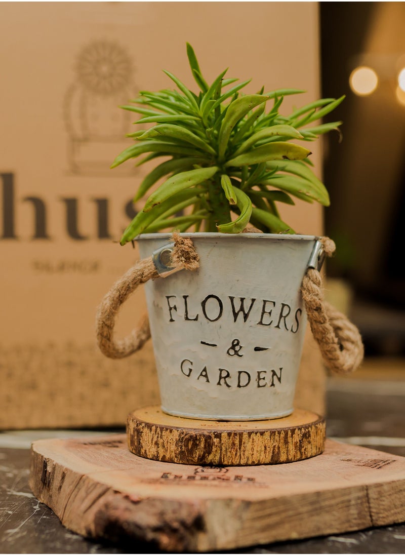 Hush - Natural plant - Image 1