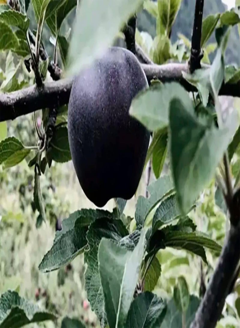 GGOOT 50Stück Apfelsamen mit dekorativem Wert für den Außenbereich Obst Dekoration Garten Bauernhof Gärtner's Liebling effizient breit gepflanzt Einfach zu bedienen - Image 2
