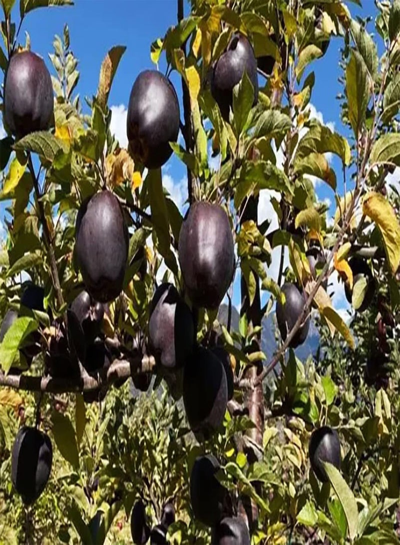 GGOOT 50Stück Apfelsamen mit dekorativem Wert für den Außenbereich Obst Dekoration Garten Bauernhof Gärtner's Liebling effizient breit gepflanzt Einfach zu bedienen - Image 1