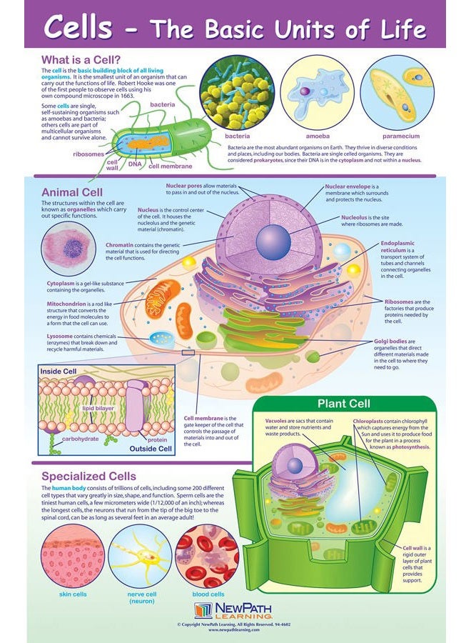 New Path Learning Cell Structure & Processes Posters, Set/4 - Laminated, Full-Color, 23" x 35" (34-9701) - Image 2