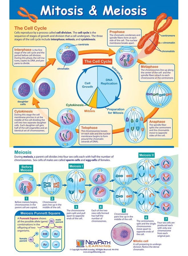 New Path Learning Cell Structure & Processes Posters, Set/4 - Laminated, Full-Color, 23" x 35" (34-9701) - Image 4