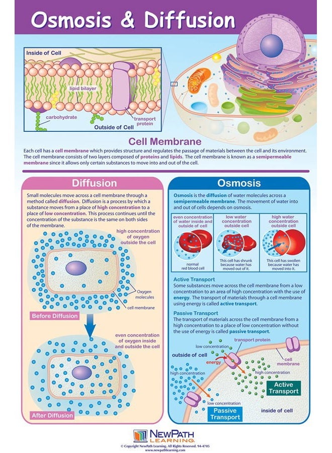 New Path Learning Cell Structure & Processes Posters, Set/4 - Laminated, Full-Color, 23" x 35" (34-9701) - Image 3