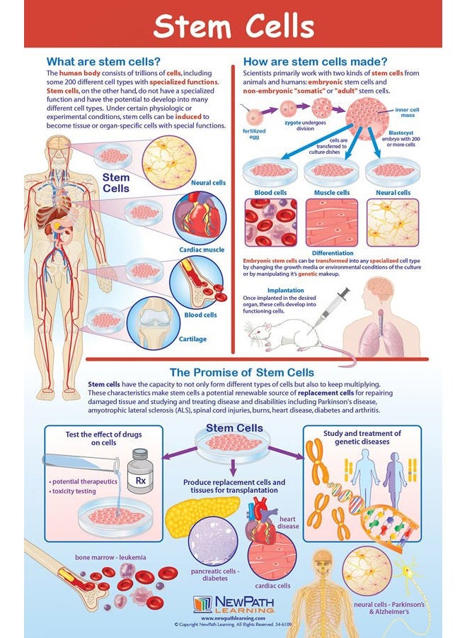 New Path Learning Cell Structure & Processes Posters, Set/4 - Laminated, Full-Color, 23" x 35" (34-9701) - Image 5