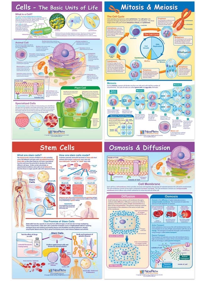 New Path Learning Cell Structure & Processes Posters, Set/4 - Laminated, Full-Color, 23" x 35" (34-9701) - Image 1