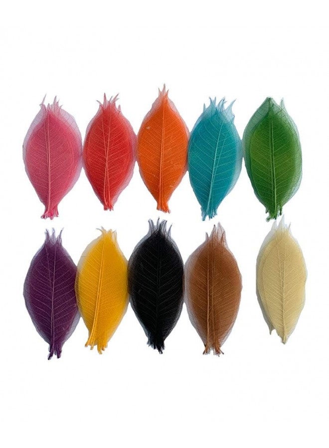 RATREE SHOP RATREE SHOP 100 Pcs Mixed Colors 4-5 Inches Skeleton Leaves Rubber Tree Natural Scrapbook Craft, Card Wedding, DIY Craft, Bouquets, Seasonal Gift Large Leaves  - Image 1
