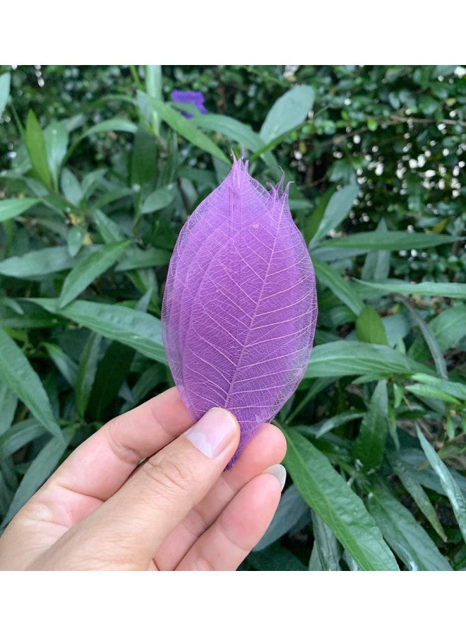 RATREE SHOP RATREE SHOP 100 Pcs Mixed Colors 4-5 Inches Skeleton Leaves Rubber Tree Natural Scrapbook Craft, Card Wedding, DIY Craft, Bouquets, Seasonal Gift Large Leaves  - Image 3