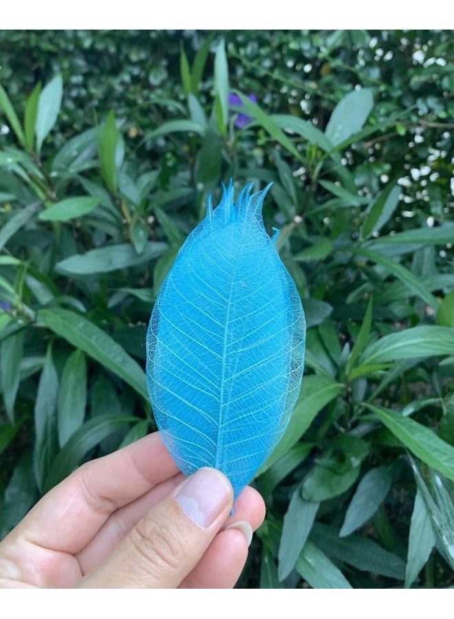 RATREE SHOP RATREE SHOP 100 Pcs Mixed Colors 4-5 Inches Skeleton Leaves Rubber Tree Natural Scrapbook Craft, Card Wedding, DIY Craft, Bouquets, Seasonal Gift Large Leaves  - Image 4