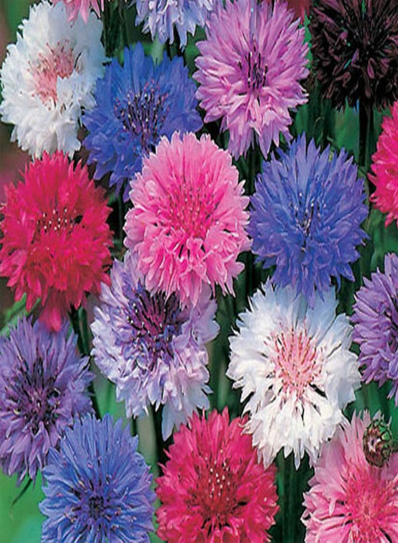250 بذور Centaurea Cyanus Polka Dot Mix/Cornflower/Corn Flower - 250 بذرة