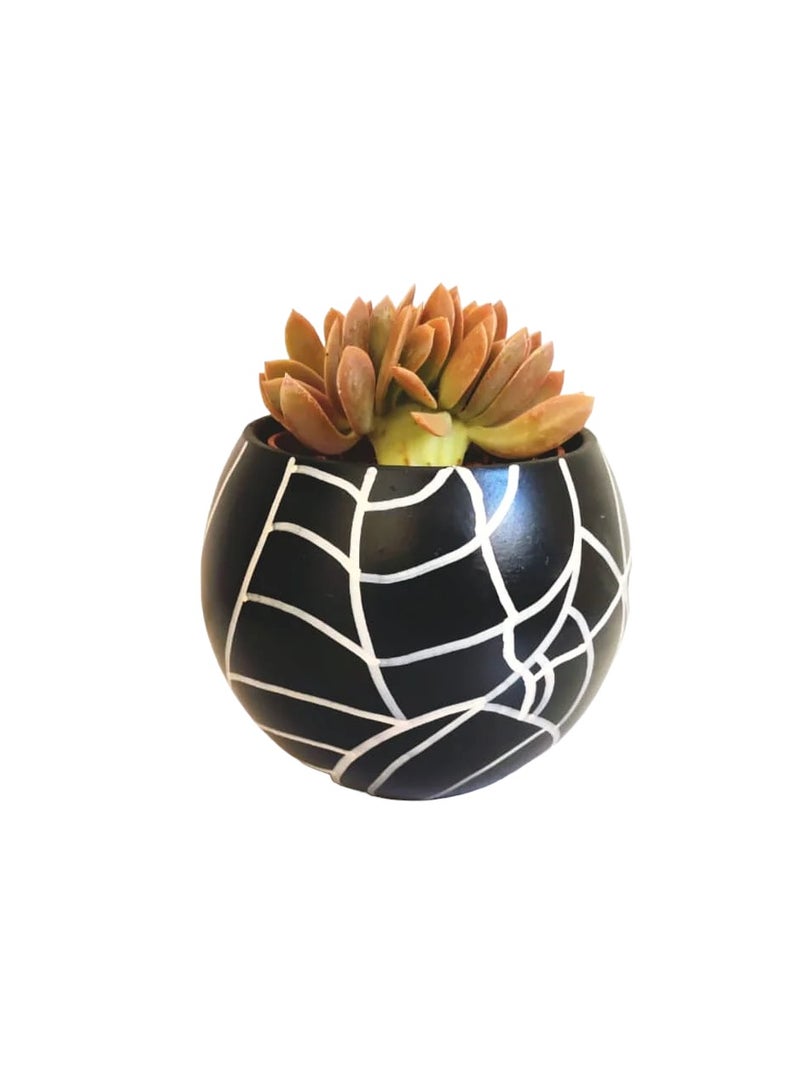 Shatla Shop Echeveria Cactus