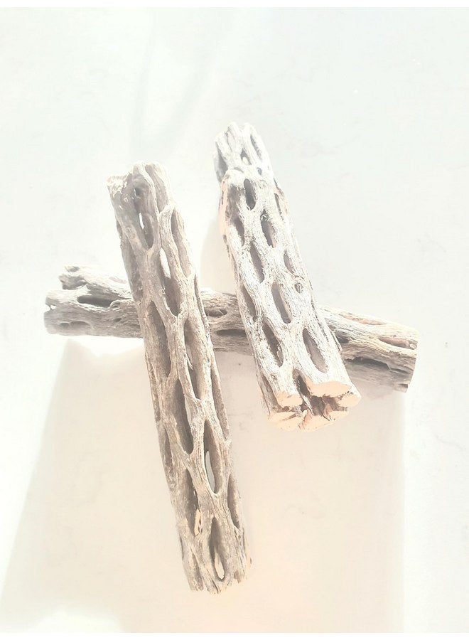 Generic Hexagrowth Cholla Wood Shrimp Hideout, Habitat for Fish, Toy for Gecko, Hermit, Snake, Isopods, Millipedes, Beetle, Snail, Airplant Decor, Bird Perch, Untreated Size 6'' Long, 1'' Diameter (3 Pieces)  - Image 3
