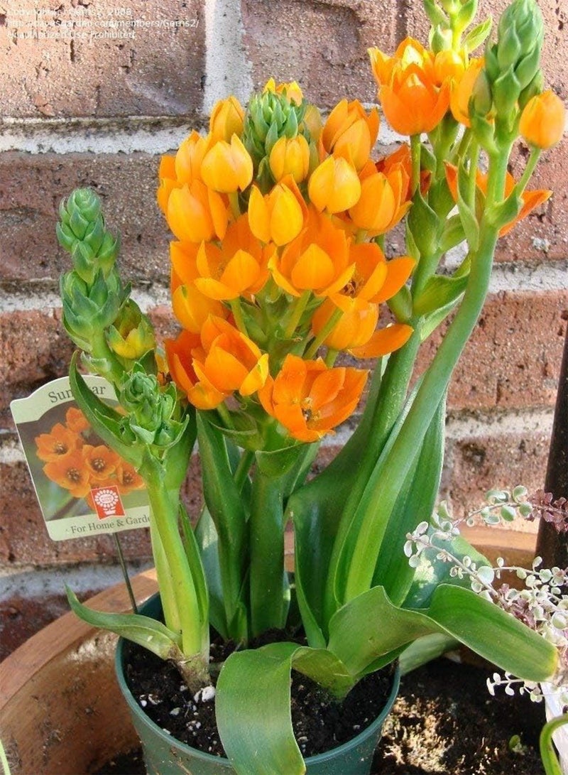 جي جوت ornithogalum dubium، برتقالي (5 بذور) هو نبات نادر من نوع نجمة بيت لحم، زهور. - Image 4