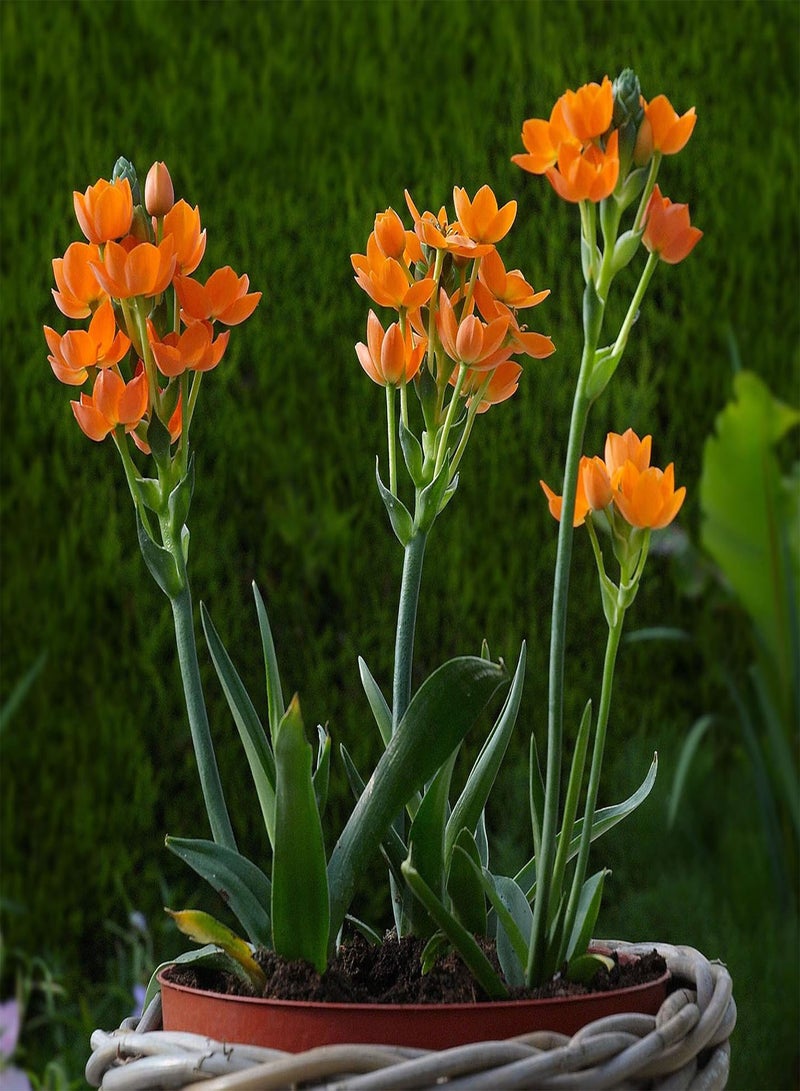 جي جوت ornithogalum dubium، برتقالي (5 بذور) هو نبات نادر من نوع نجمة بيت لحم، زهور. - Image 1