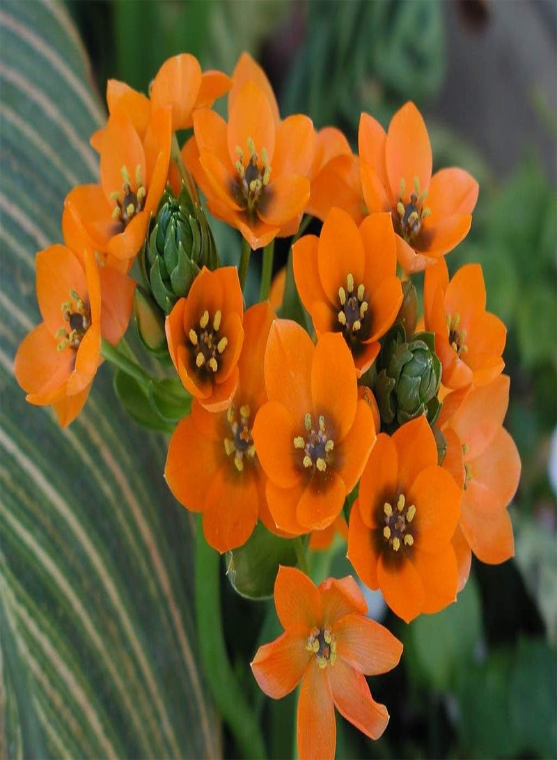 جي جوت ornithogalum dubium، برتقالي (5 بذور) هو نبات نادر من نوع نجمة بيت لحم، زهور. - Image 3
